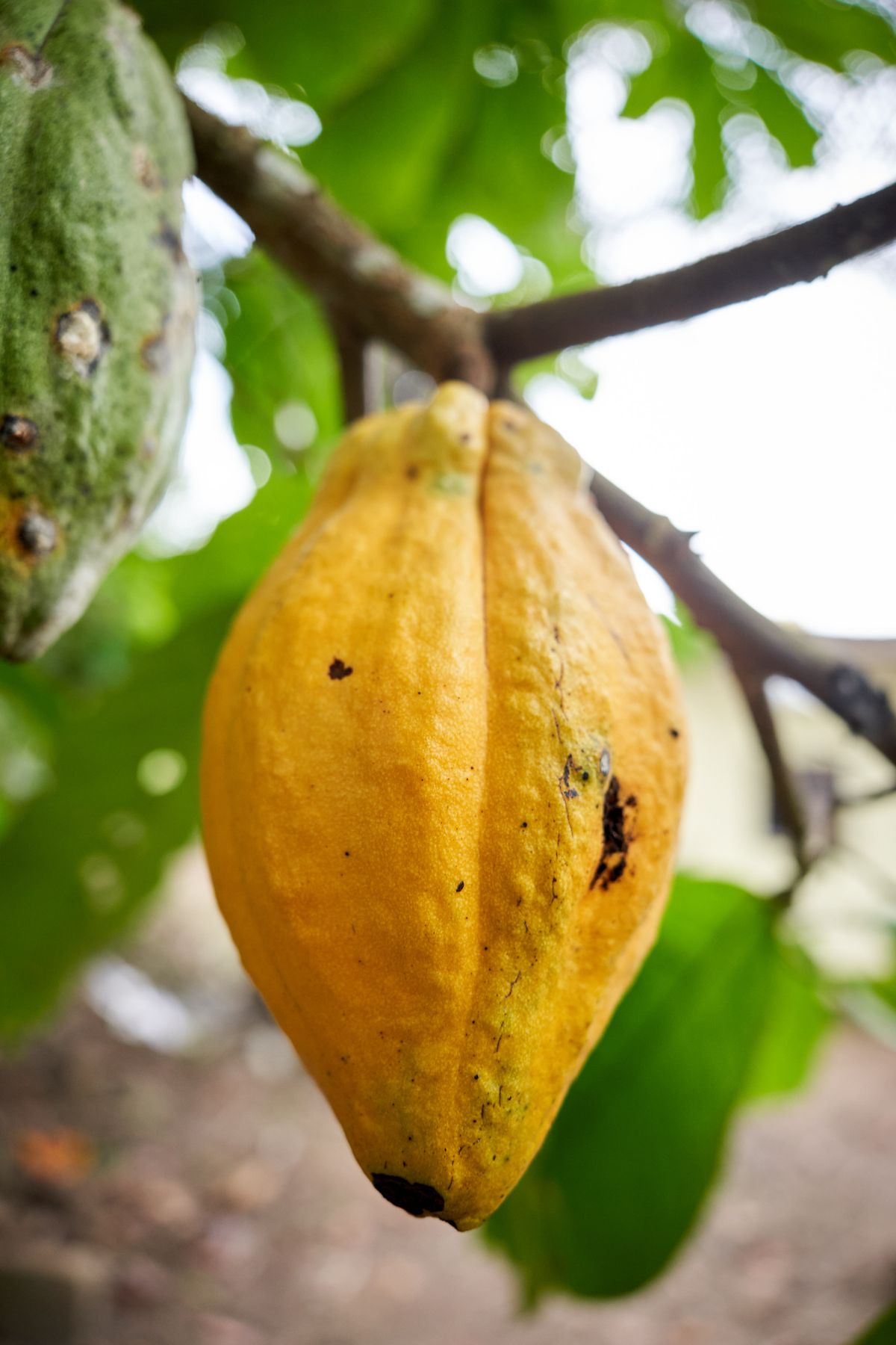 Mazorca de cacao amarilla madura en la rama