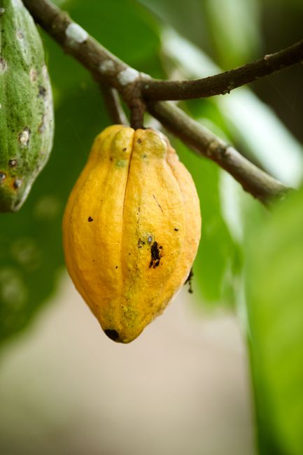 Fotomural Una vibrante vaina de cacao amarillo colgando de una rama. Perfecto para fotografía de naturaleza.