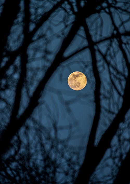 Foto profissional grátis de filiais, foco seletivo, fotografia da lua
