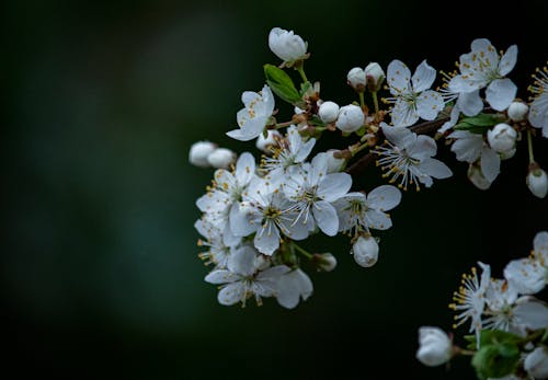 Δωρεάν στοκ φωτογραφιών με blackthorn, ανθίζω, άνθος