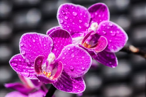 Foto d'estoc gratuïta de blume, flors, natura