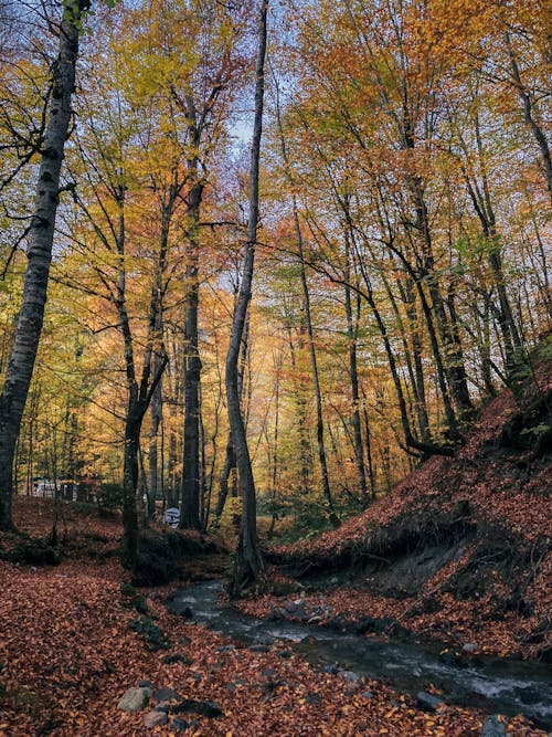 A Stream in the Forest During Autumn