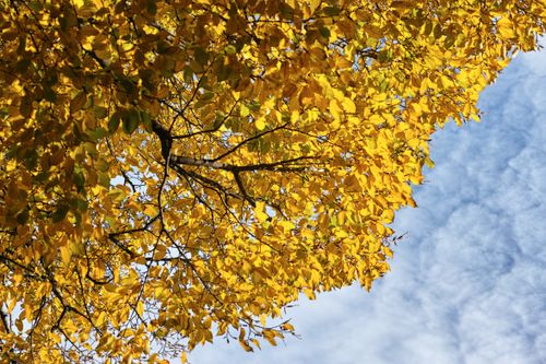 Free Close-up of bright yellow autumn leaves on branches with blue sky backdrop. Stock Photo