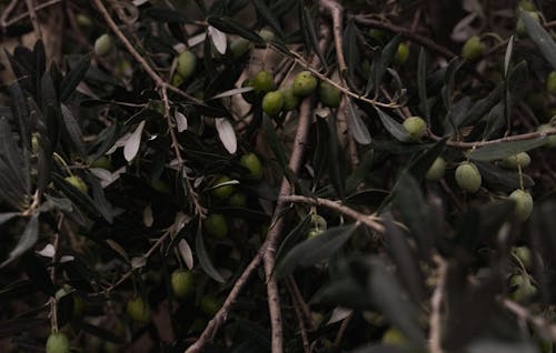 Green Fruit on Branches