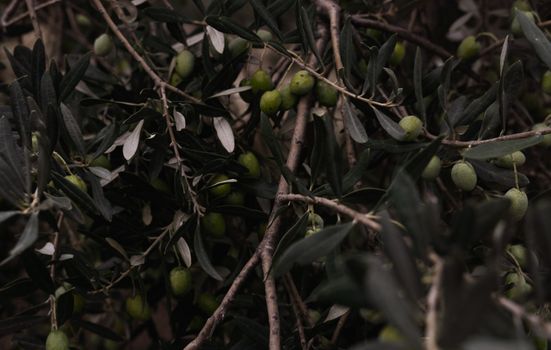 Green Throuba Olives