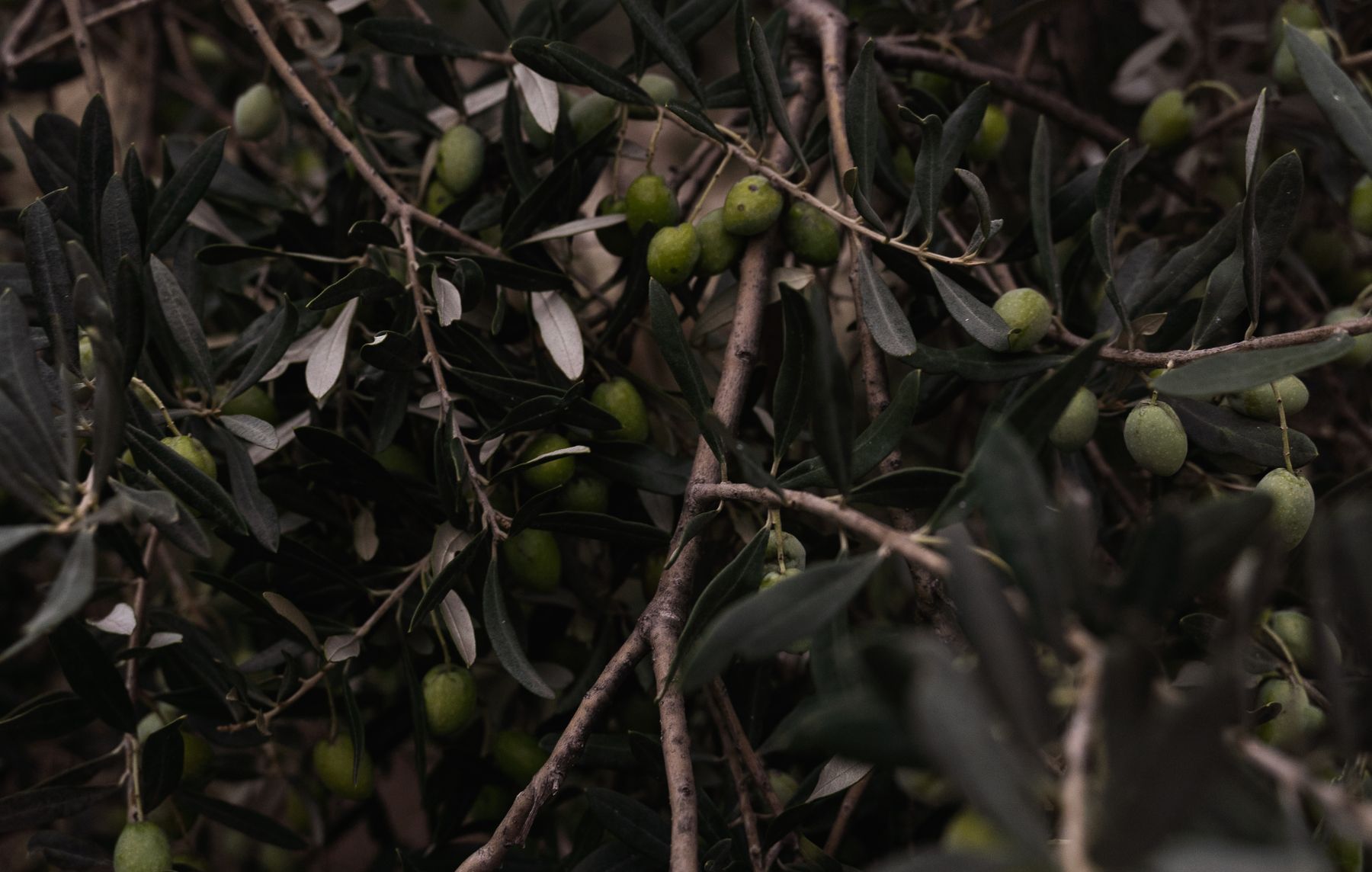 Ripening olives crowding a branch — photo by Enrique on Pexels