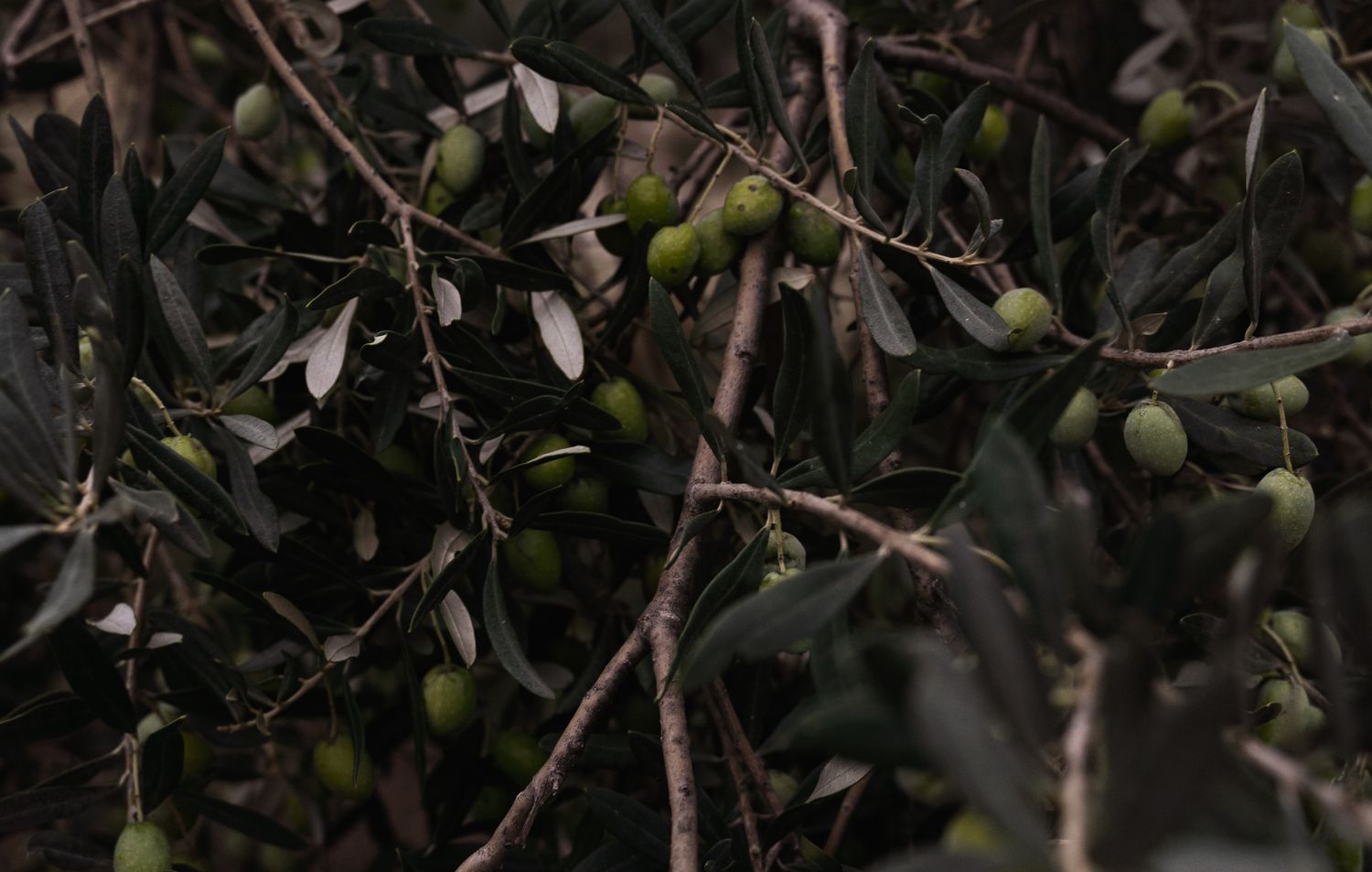 Oliver Tree Photos, Download The BEST Free Oliver Tree Stock Photos ...