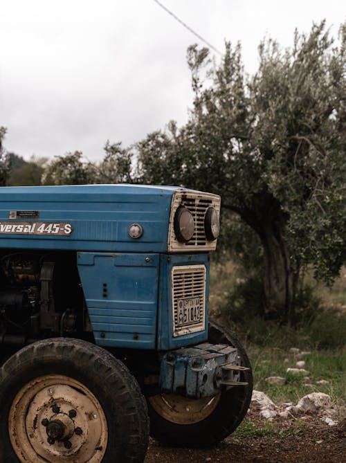 Imagine de stoc gratuită din a închide, arbori, fotografiere verticală