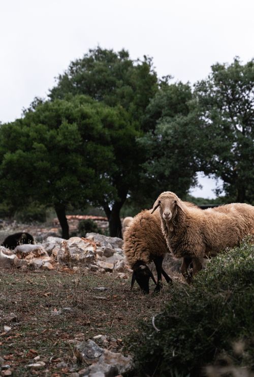 Free A tranquil scene of sheep grazing among rocks and trees in a rural setting. Stock Photo