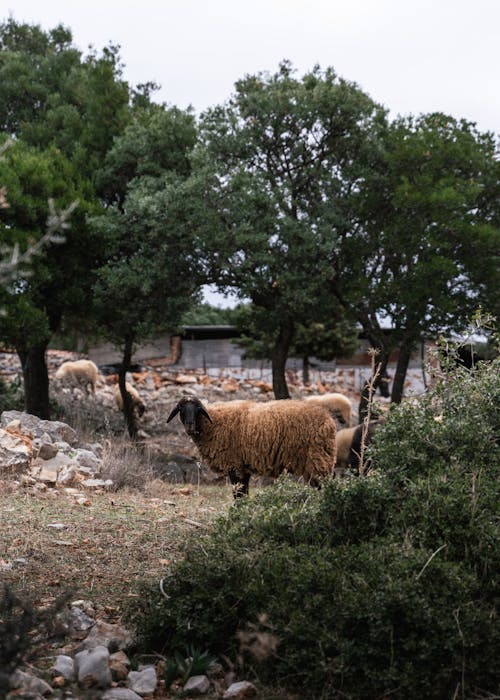 Sheep among Trees