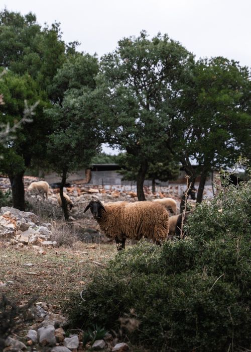 Free A flock of sheep grazing amidst trees and stones in a serene rustic landscape. Stock Photo