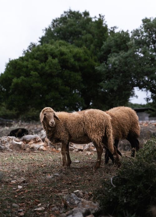 Free Two sheep grazing in a lush, green outdoor landscape surrounded by trees and rocks. Stock Photo