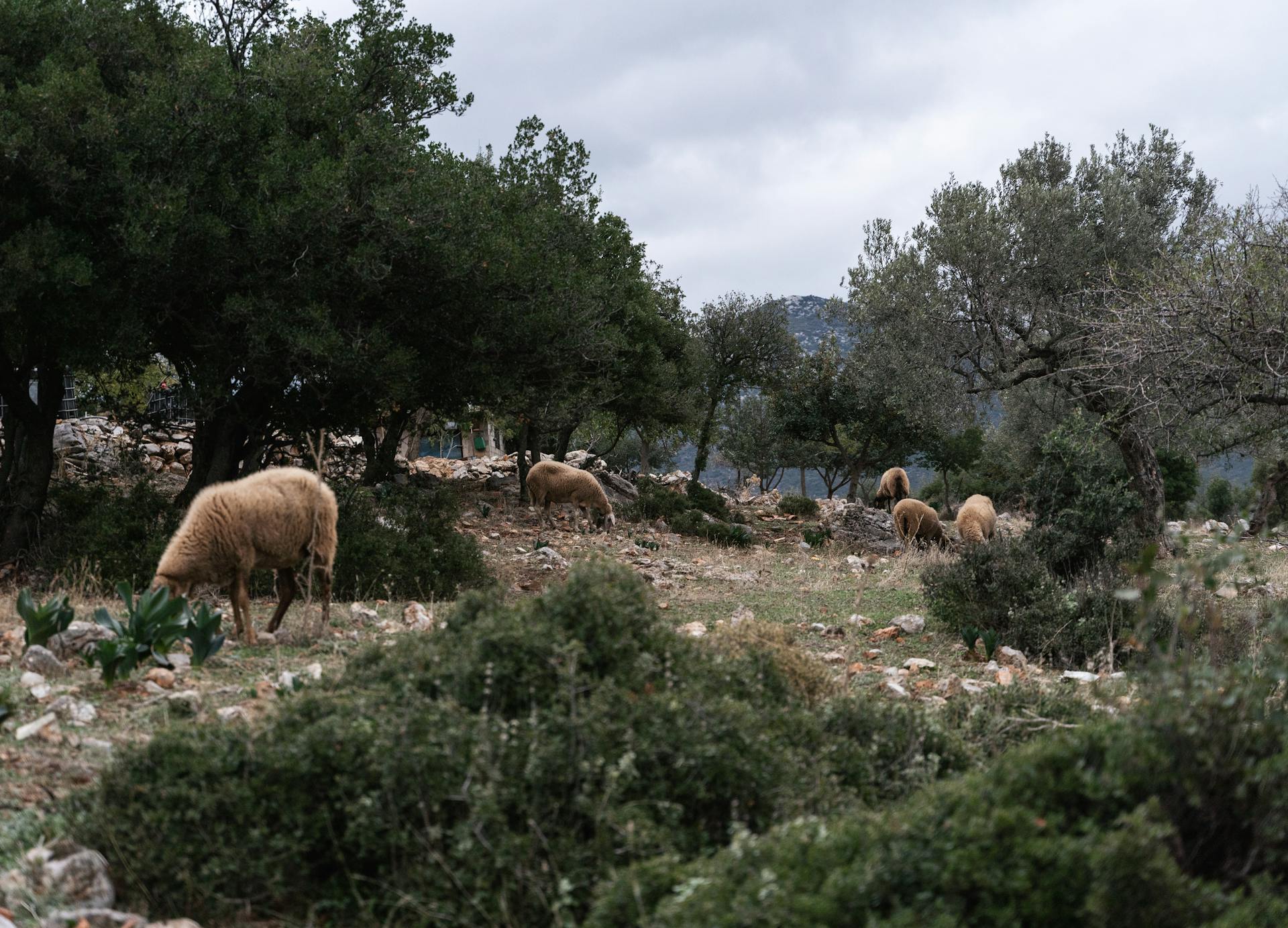 Photo of a Flock of Sheep in a Mediterranean Pasture