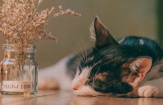 Selective Focus Photography of Cat Lying Next to Glass Jar