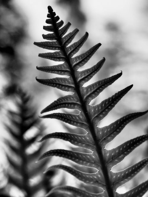 Grayscale Photo of Fern Leaf 