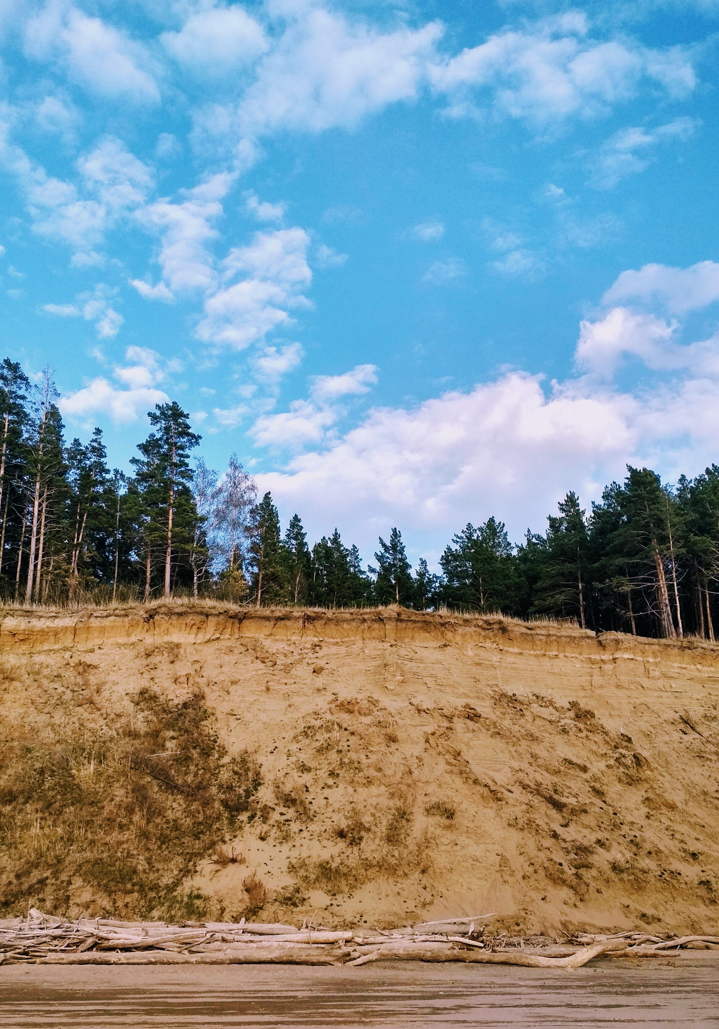 Brown Tree Under the Blue Sky · Free Stock Photo