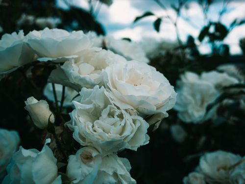 Free A serene close-up photo of blooming white roses under a cloudy sky, perfect for floral photography. Stock Photo