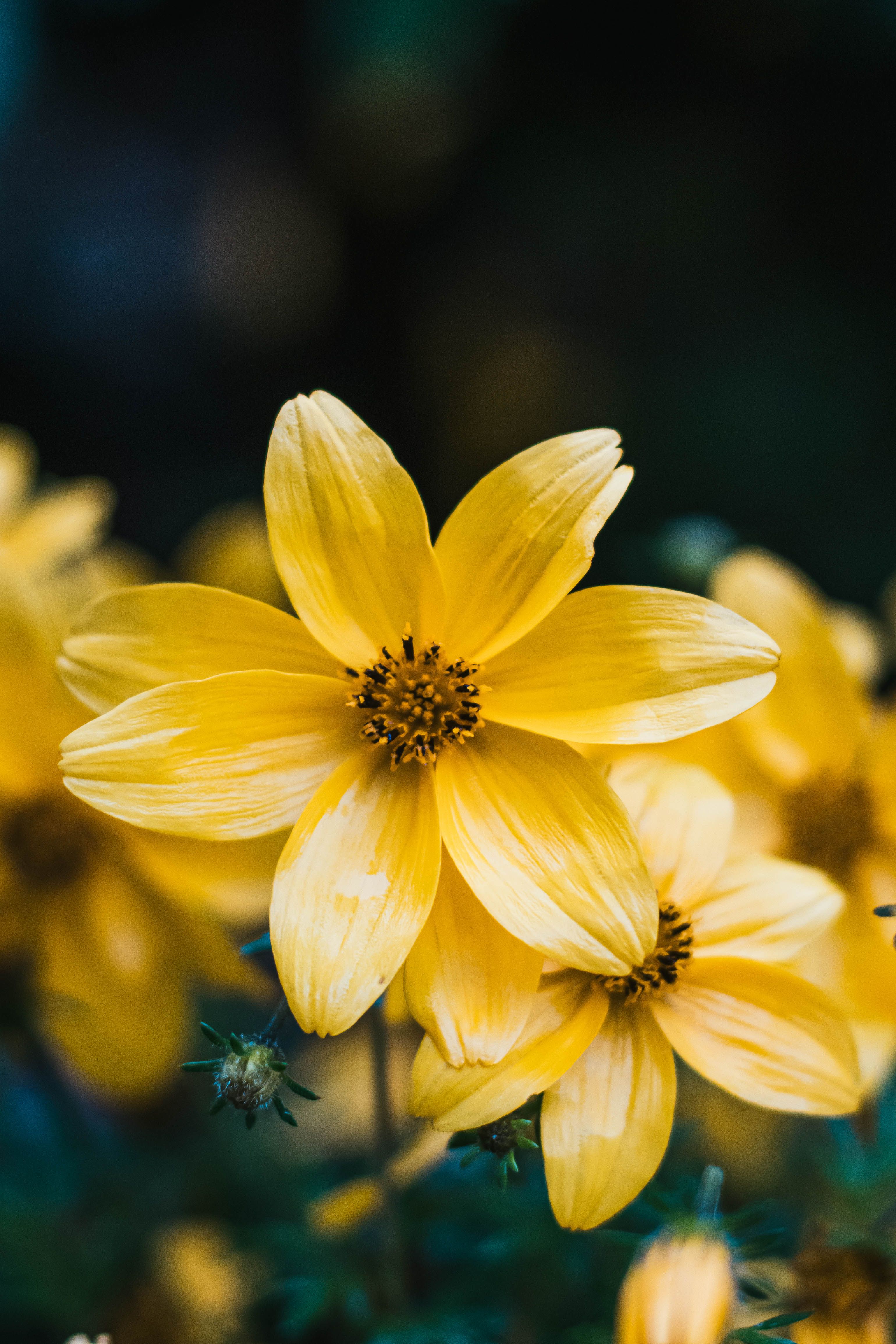 Yellow Flowers in Close Up Photography · Free Stock Photo