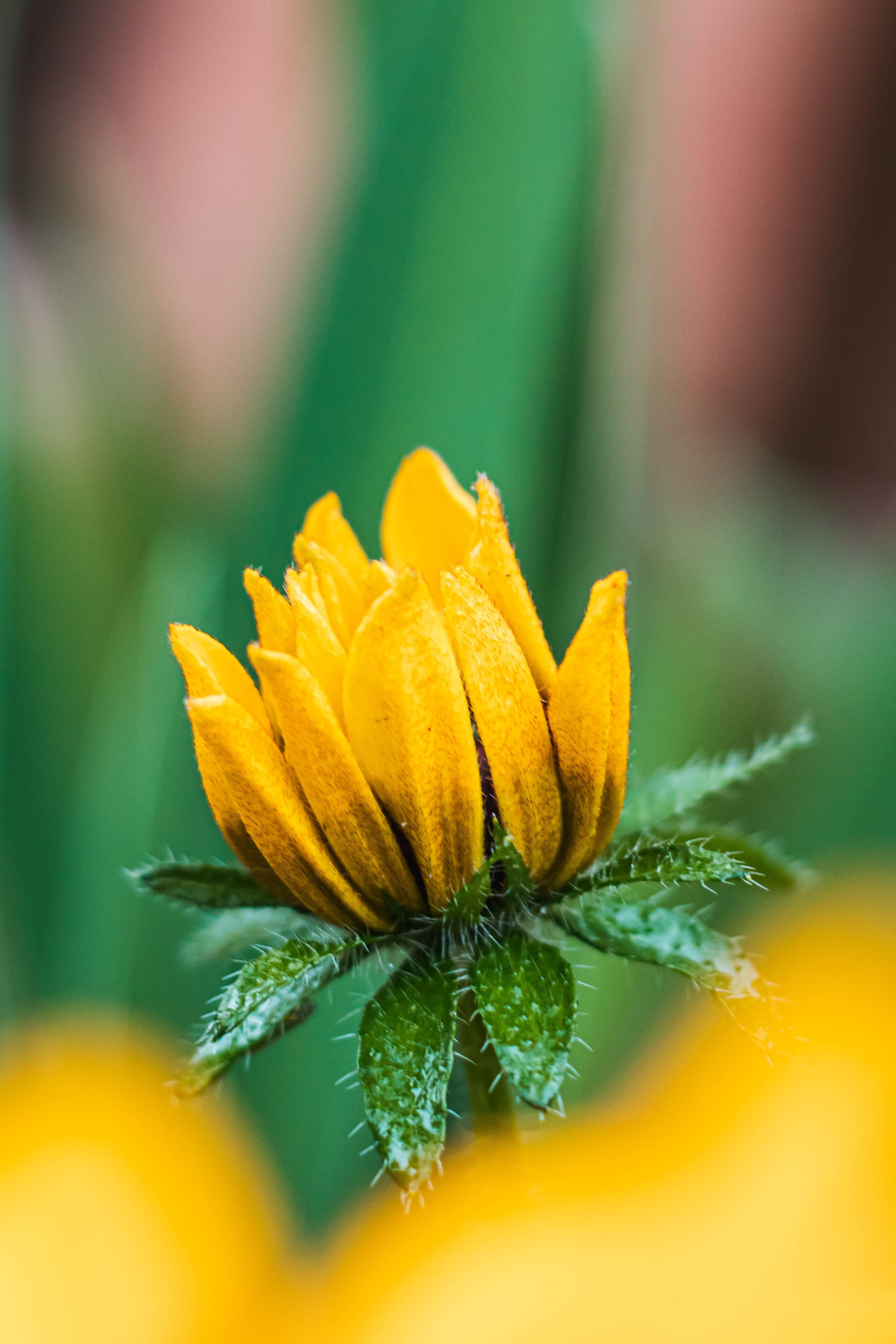 Close-Up Shot of Yellow Flower · Free Stock Photo