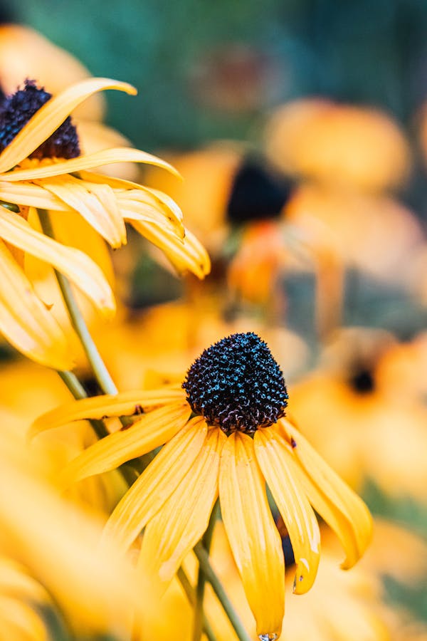 Close-Up Shot of Flowers