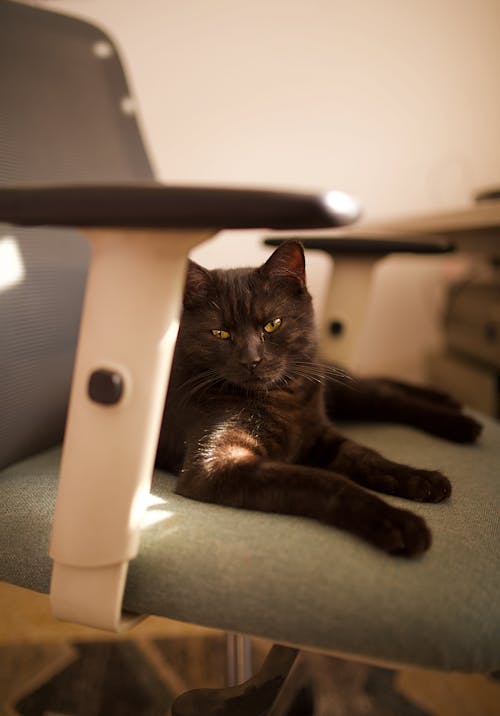 Free A Black Cat on a Chair Stock Photo