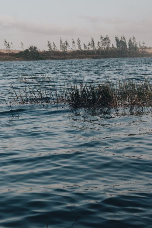 Free Peaceful lake scene with rippling water and distant trees under a clear sky. Stock Photo