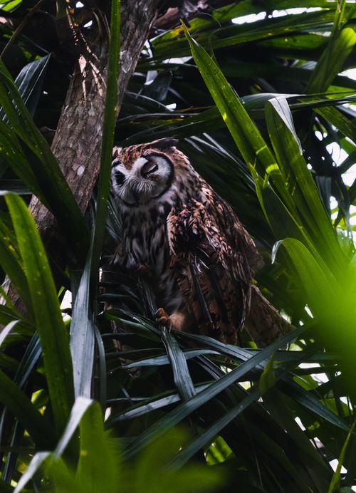 Free Striped owl camouflaged in lush greenery, Alajuela, Costa Rica. Stock Photo