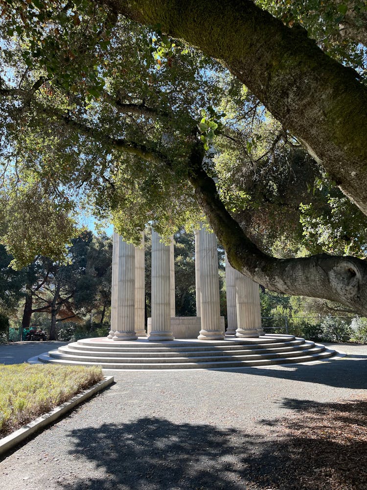 Green Trees On Gray Concrete Pathway