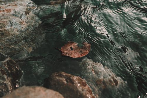 Free A serene scene of a dried leaf floating on clear water in Taiwan with rocks visible beneath the surface. Stock Photo