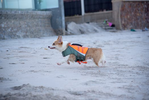 Corgi dog enjoying a run on the sandy beach in Huahin, Thailand.
