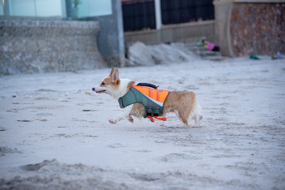 Corgi dog enjoying a run on the sandy beach in Huahin, Thailand.