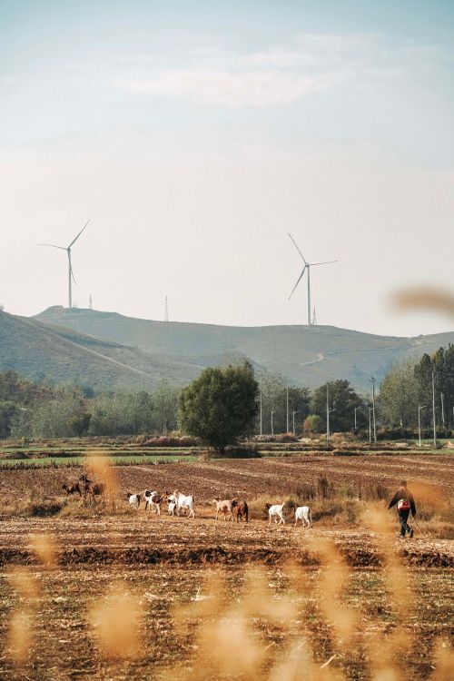 Free Serene rural scene with livestock grazing and wind turbines on rolling hills. Stock Photo