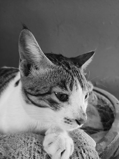 Free Cat Stock Photo