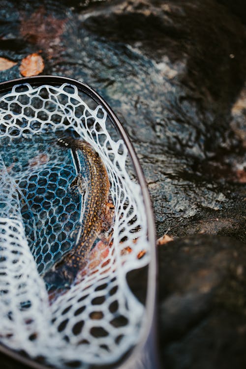 Free A Brown Fish Caught in the Net Stock Photo