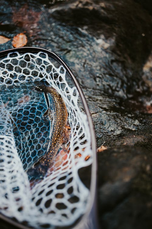 A Brown Fish Caught in the Net