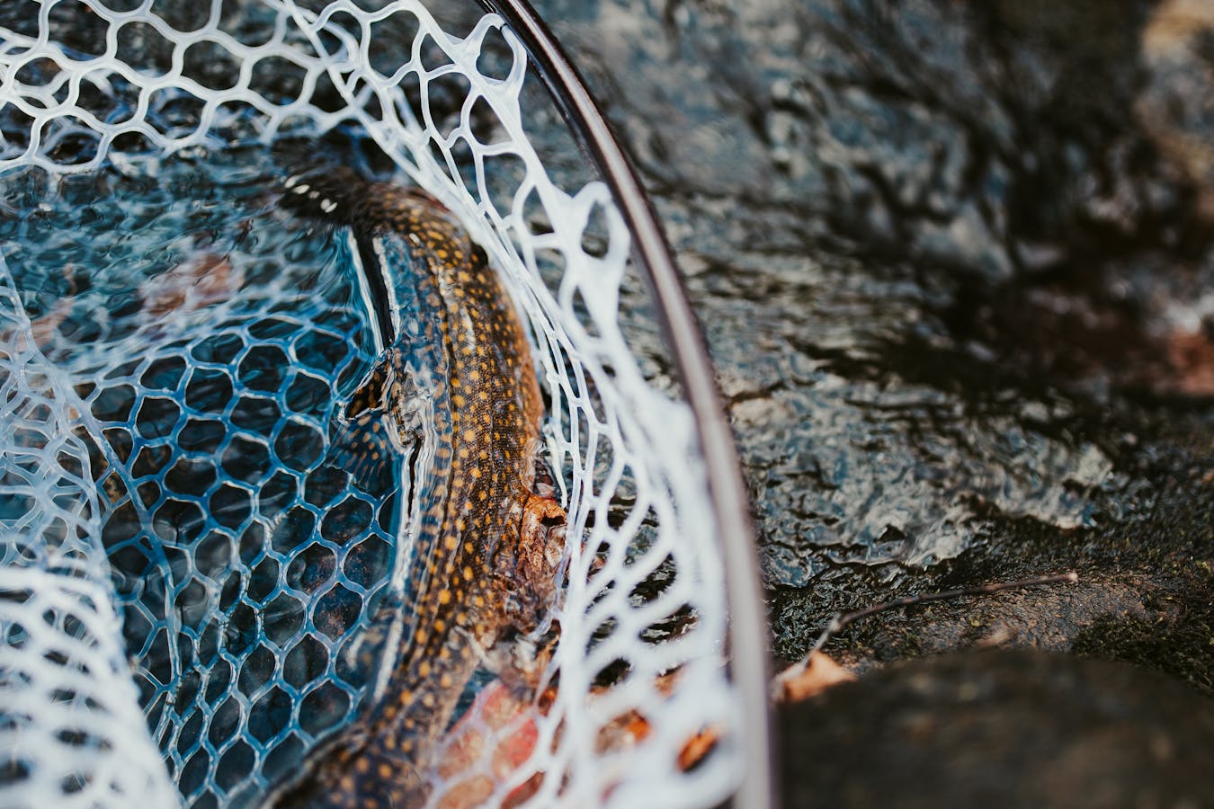 Customized Guided Trips
