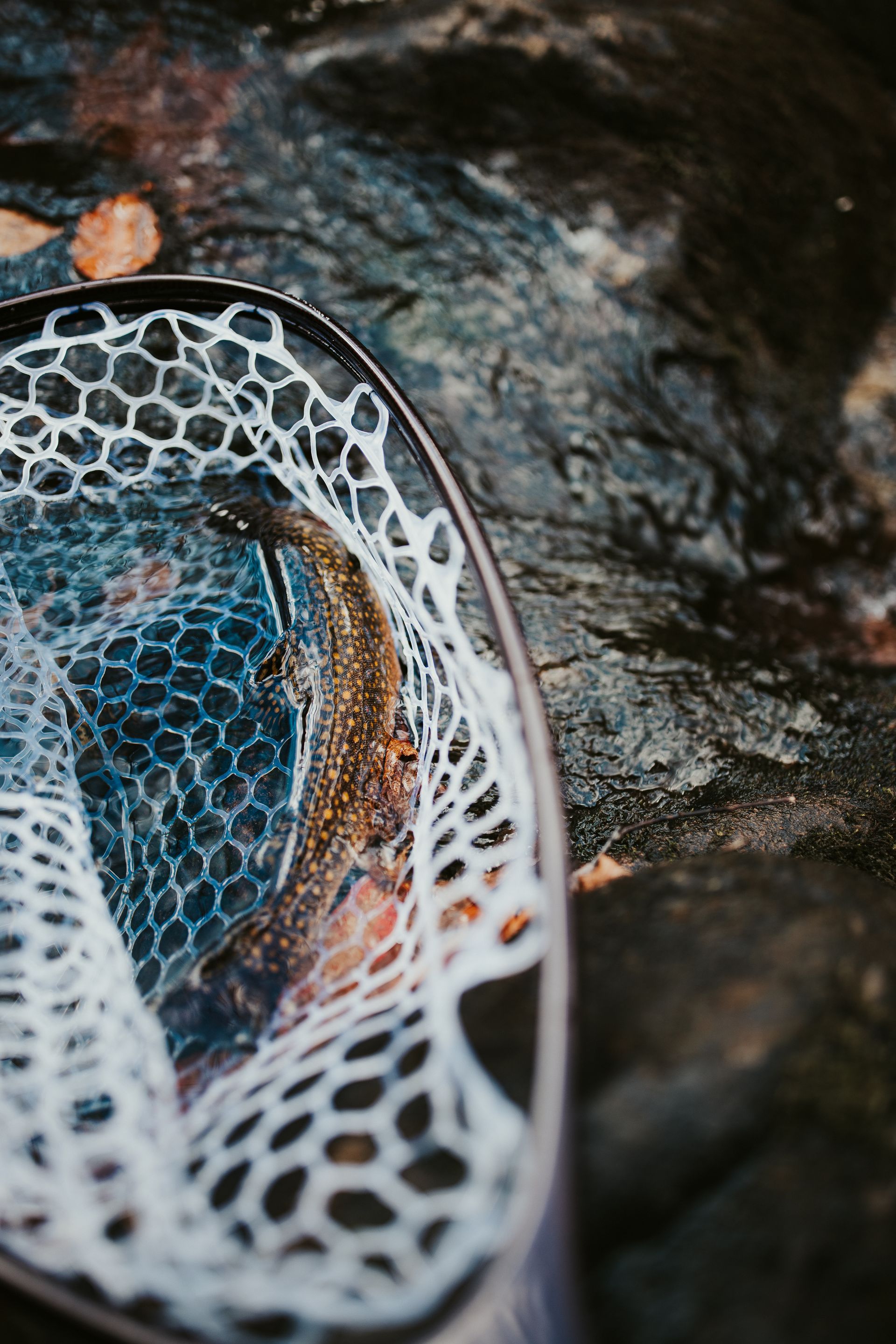 Beaverhead River