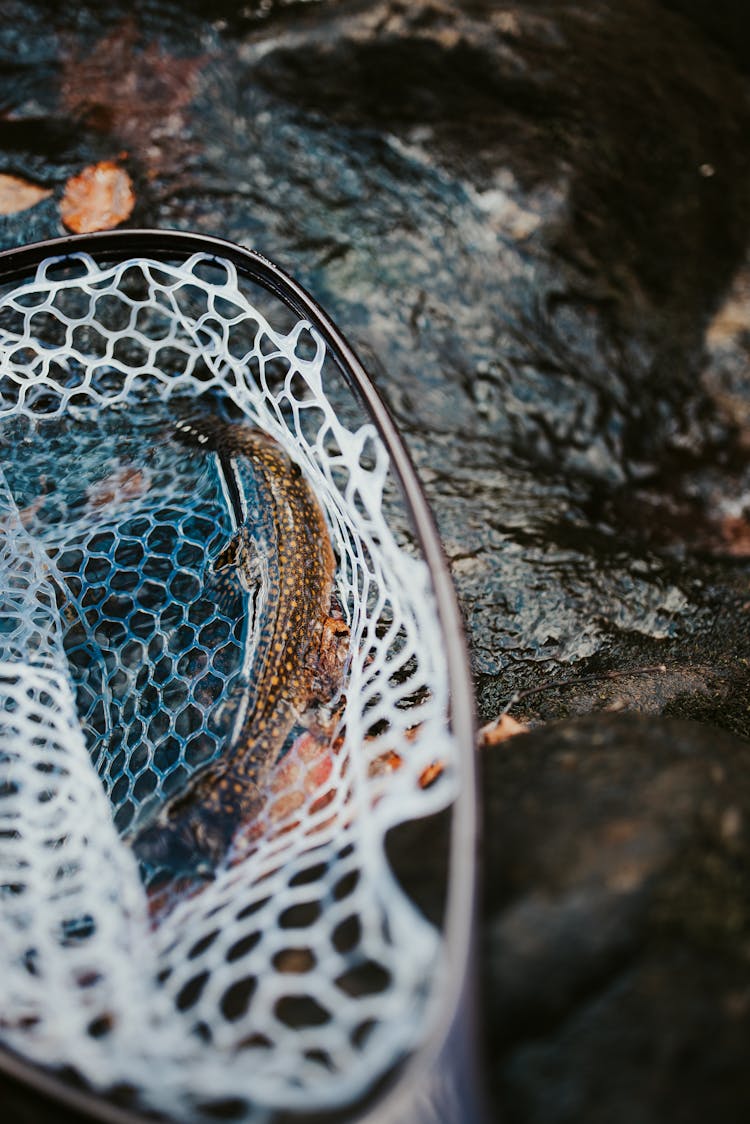 A Brown Fish Caught In The Net