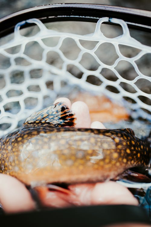 A Brook Trout Inside the Net 