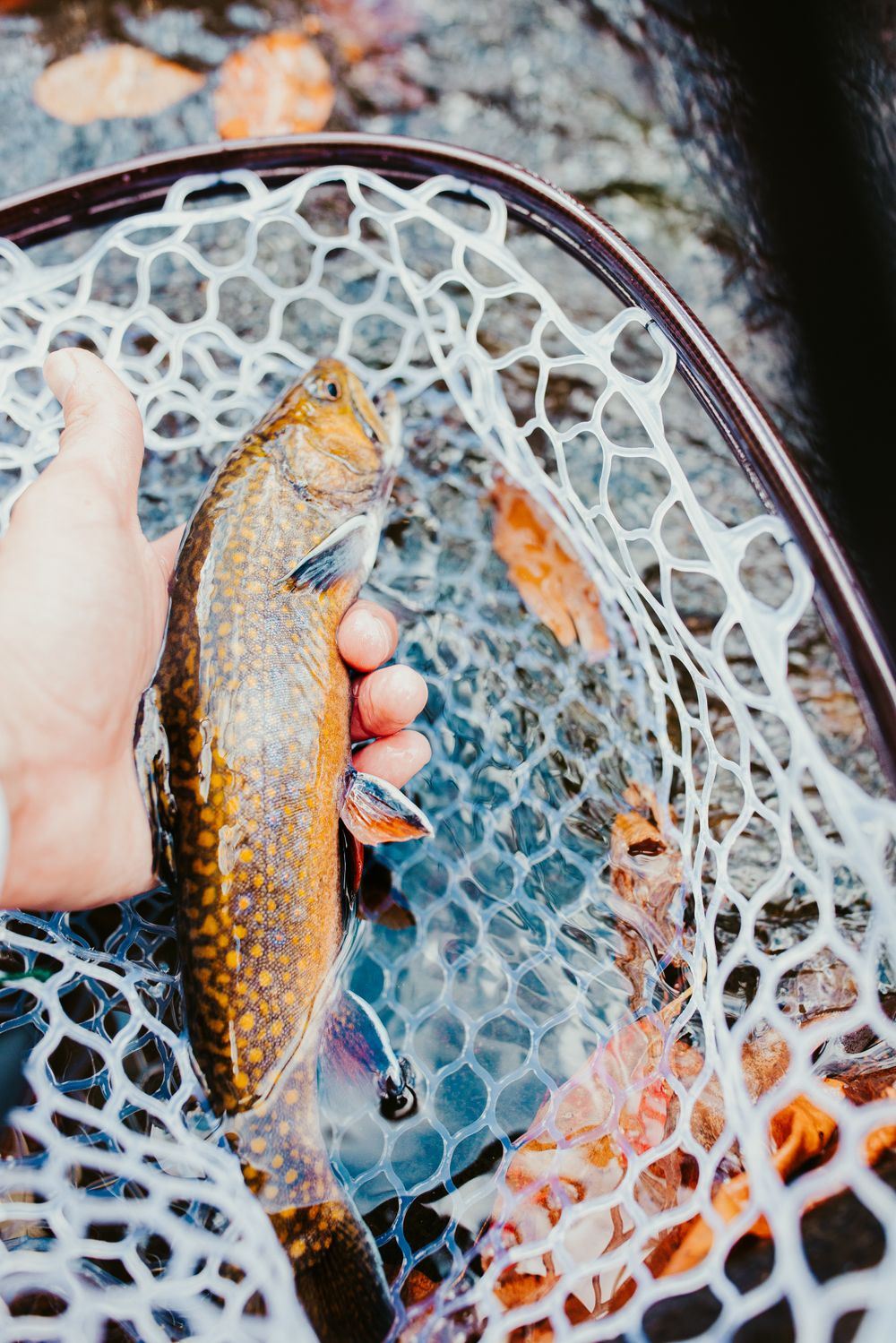 a wild brook trout held in a rubber landing net over a leaf-strewn stream