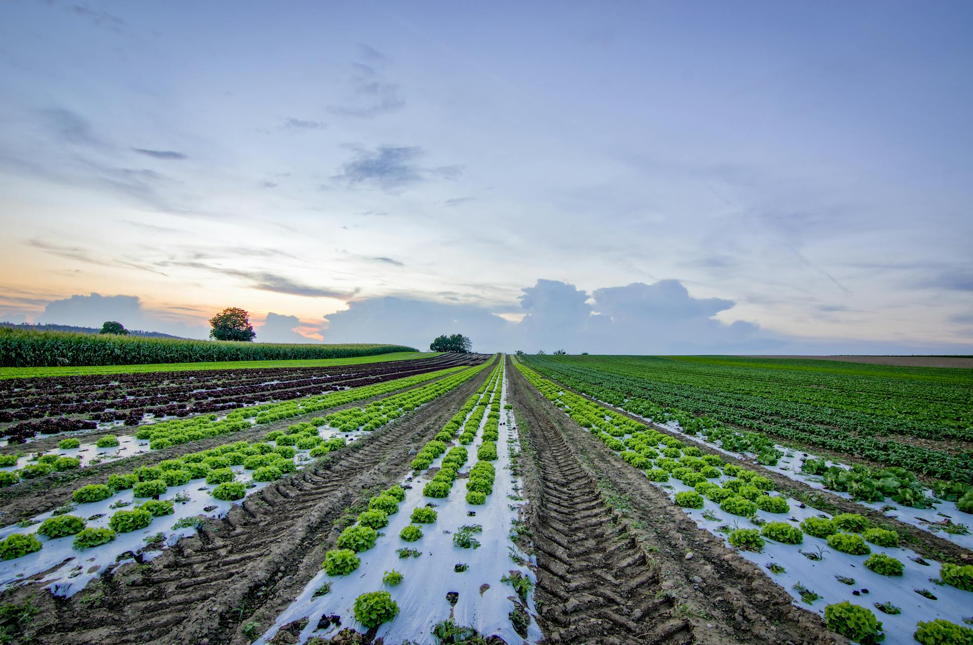 Wide view of farmland with rows of crops under a colorful sunset sky.