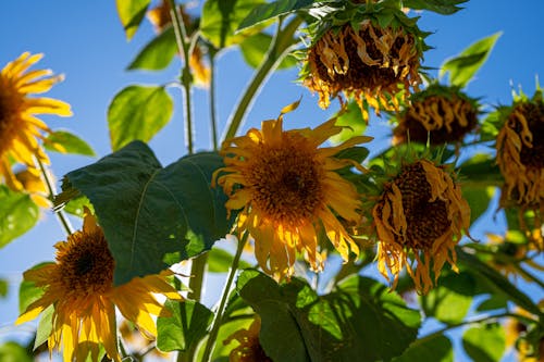 Yellow Flowers with Leaves