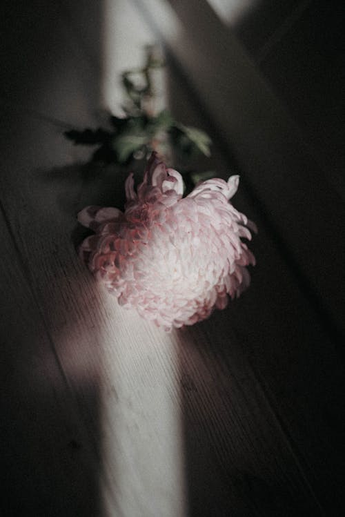 A Single Chrysanthemum Flower 