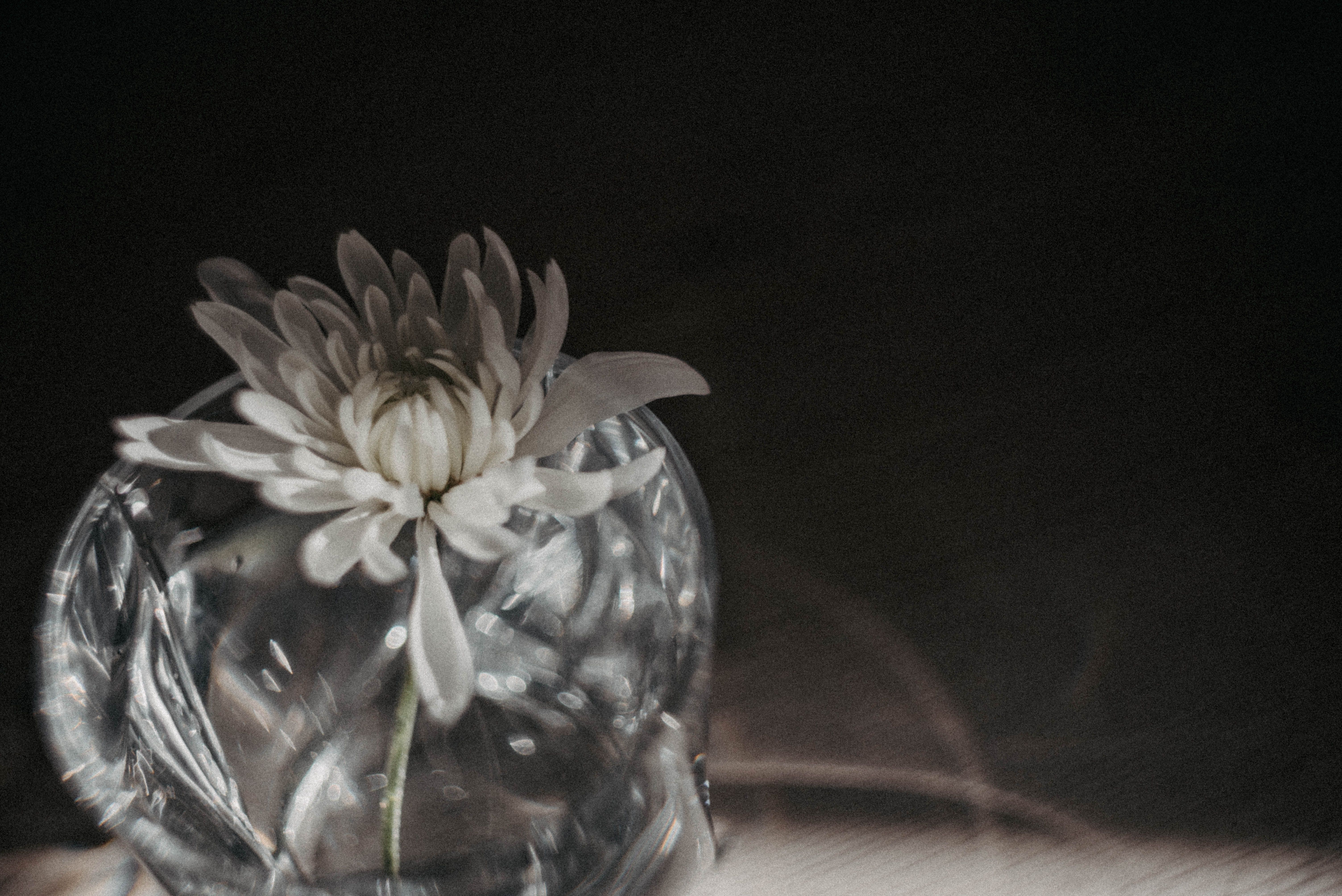 Artistic photograph of a chrysanthemum in a vase, captured in monochrome.