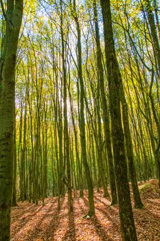 A serene forest with tall trees illuminated by sunlight, showcasing the beauty of autumn.