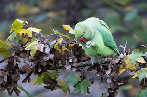 Green Bird Perched on Tree Branch