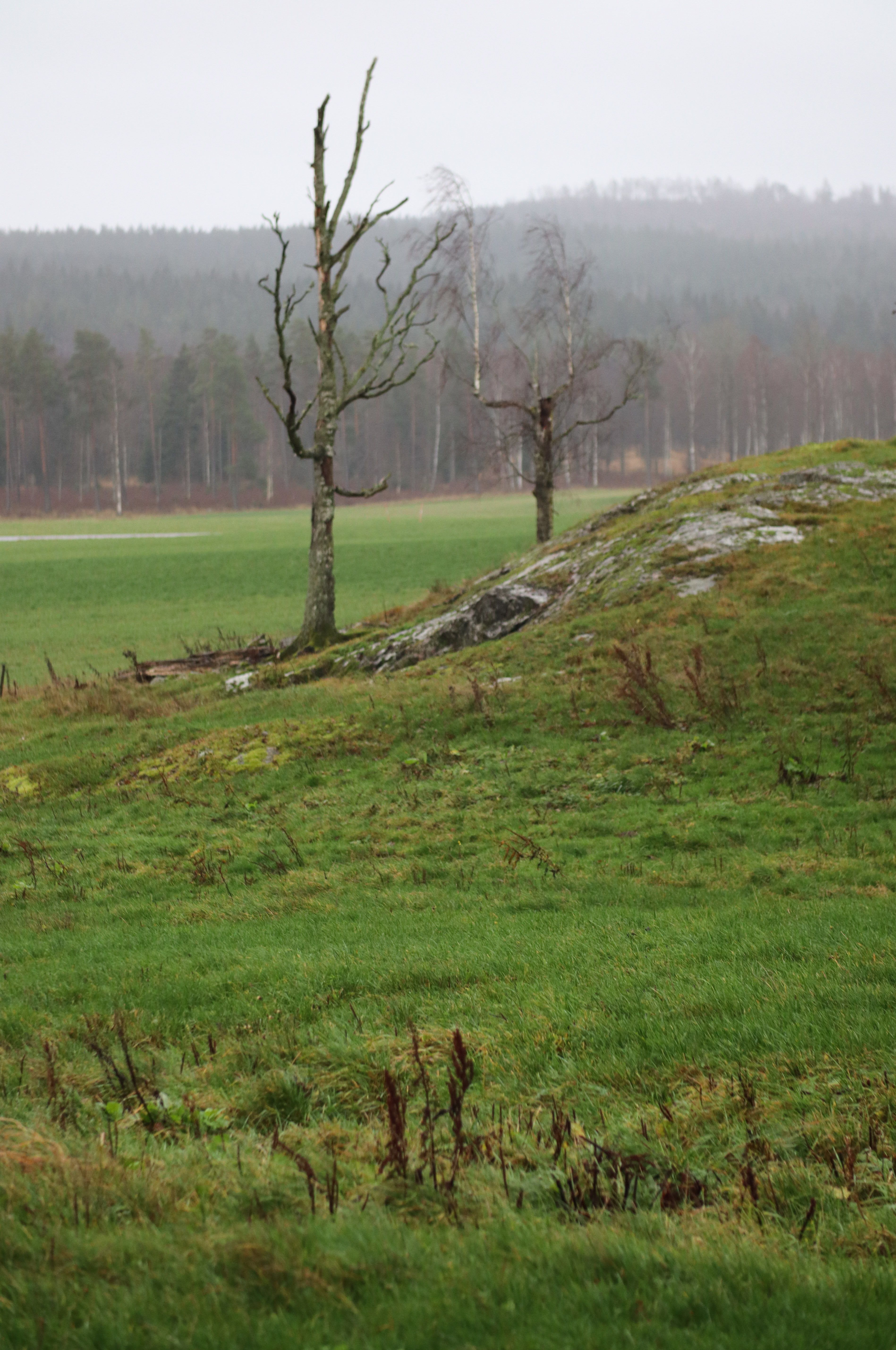 Peaceful foggy landscape featuring bare trees in a rural field.