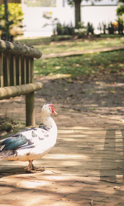 A Black and White Duck on Wooden Walkway