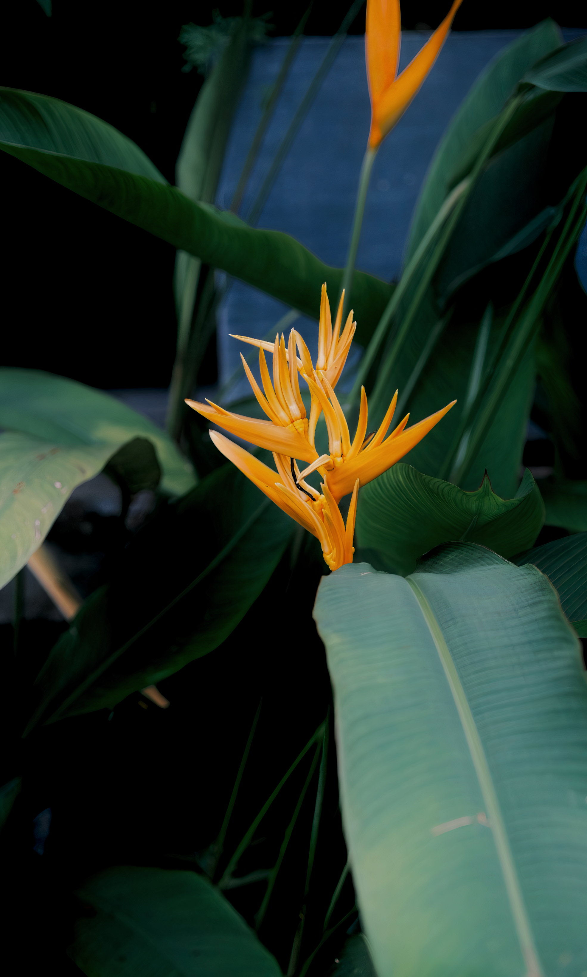 A captivating close-up of a bird of paradise flower, highlighting its vivid orange petals.