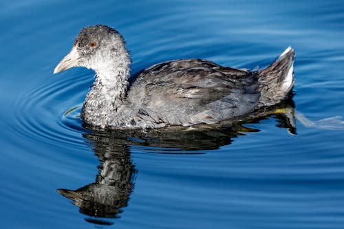 A Gray Duck on Blue Water